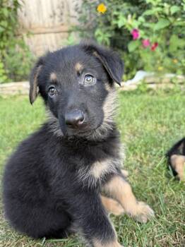 Howloween Hound - PENDING -  German Shepherd Dog Dog for Adoption in Hillside, Illinois - Howloween Hound - PENDING | PetCurious