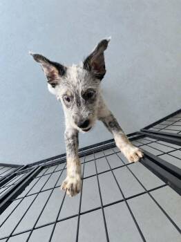 Bow Wow -  Australian Cattle Dog Blue Heeler Dog for Adoption in Glocester, Rhode Island - Bow Wow | PetCurious