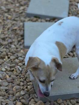 Rainey -  Rat Terrier Dog for Adoption in Eatontown, New Jersey - Rainey | PetCurious