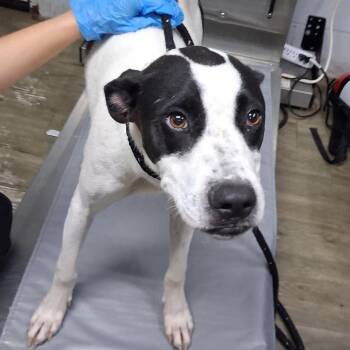Pepper -  Mixed Breed Dog for Adoption in Summerville, South Carolina - Pepper | PetCurious