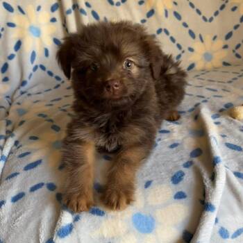 Pomeranian and Shih Tzu Dogs Available for Adoption - Tabitha | PetCurious