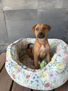 Romeo -  Mixed Breed and Labrador Retriever Dog for Adoption in Rollingwood, Texas - Romeo | PetCurious
