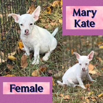 Mary Kate -  Terrier Dog for Adoption in Manchester, Connecticut - Mary Kate | PetCurious