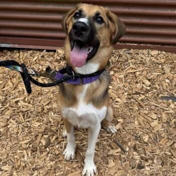 Loki -  Shepherd and Mixed Breed Dog for Adoption in Bellevue, Washington - Loki | PetCurious