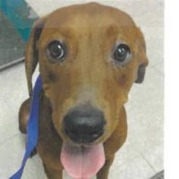 Robyn -  Mixed Breed Dog for Adoption in West Palm Beach, Florida - Robyn | PetCurious