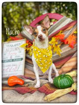 Nacho -  Chihuahua Dog for Adoption in Sebring, Florida - Nacho | PetCurious