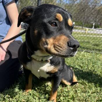 Mixed Breed Dogs Available for Adoption in Chattanooga, Tennessee - Gator | PetCurious