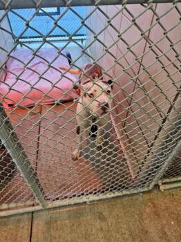 Sally -  Mixed Breed Dog for Adoption in Bossier City, Louisiana - Sally | PetCurious