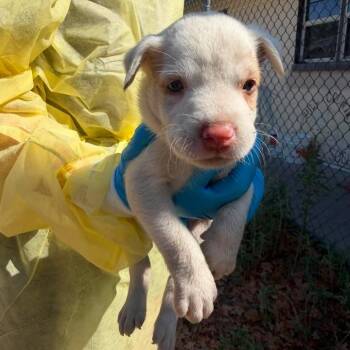 Kira -  Cattle Dog and Mixed Breed Dog for Adoption in Buchanan Dam, Texas - Kira | PetCurious
