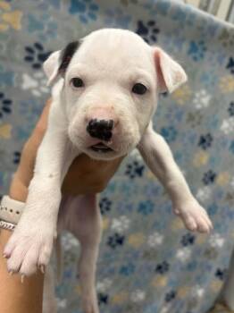 Labrador Retriever and Mixed Breed Dogs Available for Adoption - CARL | PetCurious