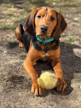 Hound Dogs Available for Adoption - BIRDIE | PetCurious
