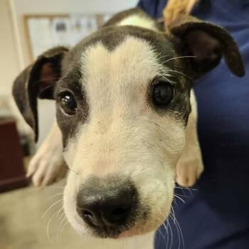 Rescue Mixed Breed Dogs for Adoption in Enterprise, Alabama - 251113K042 - Dean Lewis | PetCurious