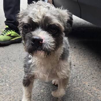 Mickey -  Shih Tzu Dog for Adoption in Newark, New Jersey - Mickey | PetCurious