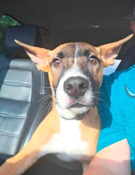 Chamberlain -  Boxer Dog for Adoption in Germantown, Ohio - Chamberlain | PetCurious