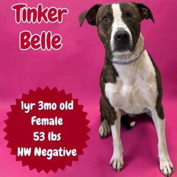 Pit Bull Terrier Dogs Available for Adoption in Sorrento, Louisiana - Tinker Belle | PetCurious