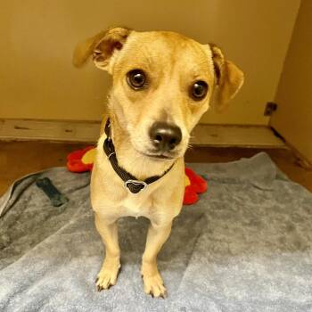Queen 54202 -  Chihuahua and Mixed Breed Dog for Adoption in Las Vegas, Nevada - Queen 54202 | PetCurious