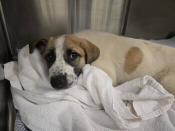 ROSIE -  Anatolian Shepherd Dog for Adoption in Auburn, California - ROSIE | PetCurious