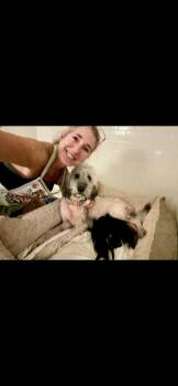 Liberty -  Goldendoodle Dog for Adoption in Marietta, Georgia - Liberty | PetCurious