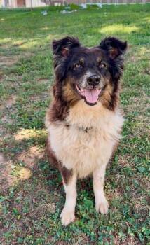 Rescue Australian Shepherd and Collie Dogs for Adoption in Indianapolis, Indiana - Franny | PetCurious