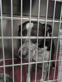 Rescue Border Collie and Mixed Breed Dogs for Adoption in Fort Worth, Texas - Toby | PetCurious