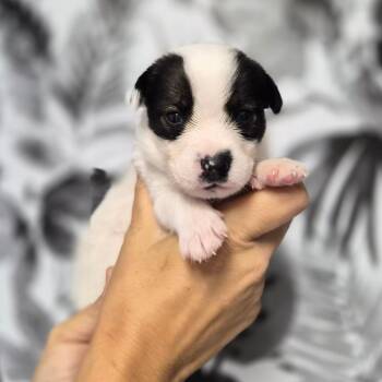 Meximelt -  Shepherd Dog for Adoption in Wahiawa, Hawaii - Meximelt | PetCurious