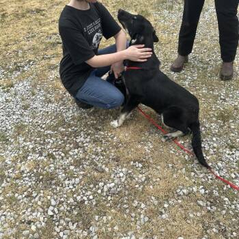Mixed Breed Dogs Available for Adoption in Corbin, Kentucky - Don | PetCurious
