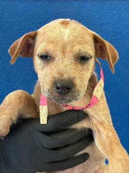 A256520 -  Australian Cattle Dog Blue Heeler and Mixed Breed Dog for Adoption in Visalia, California - A256520 | PetCurious