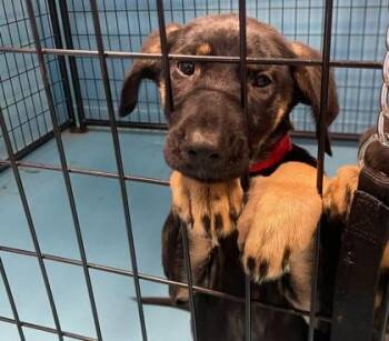 Frizzle -  Mixed Breed Dog for Adoption in Hobart, Indiana - Frizzle | PetCurious