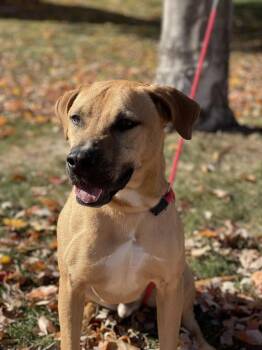 Rescue Pit Bull Terrier and Mixed Breed Dogs for Adoption in Springfield, Illinois - Bane | PetCurious