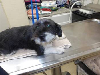 Maltese and Poodle Dogs Available for Adoption in Santa Rosa, California - LYRIC | PetCurious