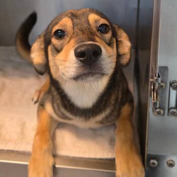 Hickory -  Shepherd and Mixed Breed Dog for Adoption in Buellton, California - Hickory | PetCurious