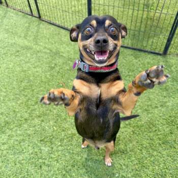 Buster -  Miniature Pinscher Dog for Adoption in Agoura Hills, California - Buster | PetCurious