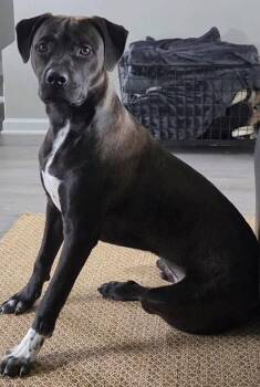 Bottlecap -  Labrador Retriever and Terrier Dog for Adoption in Germantown, Ohio - Bottlecap | PetCurious
