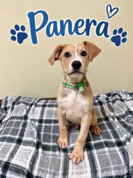 Panera -  Retriever Dog for Adoption in Douglas, Massachusetts - Panera | PetCurious