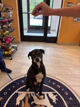 Chauncey -  Labrador Retriever and Mixed Breed Dog for Adoption in Providence Forge, Virginia - Chauncey | PetCurious