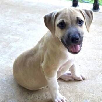 Brooks Dancer -  Mastiff and Black Mouth Cur Dog for Adoption in Andover, Massachusetts - Brooks Dancer | PetCurious
