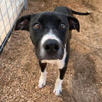 KCAC #656.26 -  American Staffordshire Terrier and Mixed Breed Dog for Adoption in Kerrville, Texas - KCAC #656.26 | PetCurious