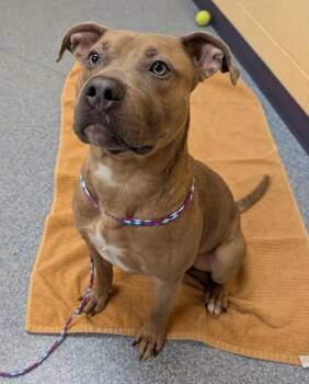 Pit Bull Terrier and Mixed Breed Dogs Available for Adoption in Westland, Michigan - Sledge | PetCurious