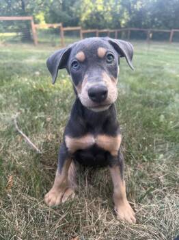 Ronan -  Doberman Pinscher Dog for Adoption in Minneapolis, Minnesota - Ronan | PetCurious