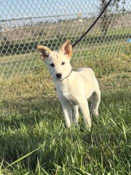 Ringo -  Mixed Breed Dog for Adoption in Torrington, Wyoming - Ringo | PetCurious