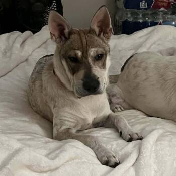 Shar Pei Dogs Available for Adoption - Emmie | PetCurious