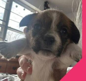 Rat Terrier and Chihuahua Dogs Available for Adoption - SPONSOR OR FOSTER ME - Darla | PetCurious