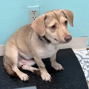 Labrador Retriever and Terrier Dogs Available for Adoption in Boerne, Texas - Frogger | PetCurious