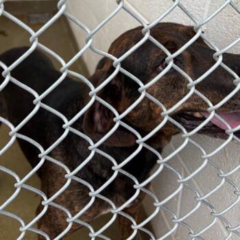 71461 -  Hound Dog for Adoption in Harrisonburg, Virginia - 71461 | PetCurious