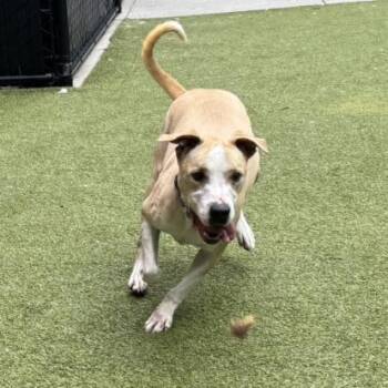 Copper -  Pit Bull Terrier and Mixed Breed Dog for Adoption in Bellevue, Washington - Copper | PetCurious