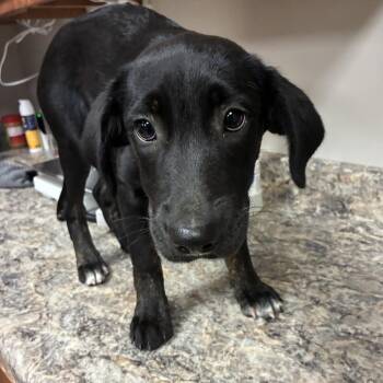 Violet- 091113U -  Catahoula Leopard Dog and Mixed Breed Dog for Adoption in Tupelo, Mississippi - Violet- 091113U | PetCurious