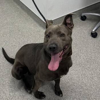 Pit Bull Terrier Dogs Available for Adoption in Matteson, Illinois - Flint | PetCurious