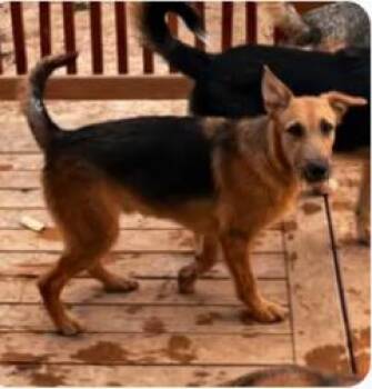 CLARENCE -  German Shepherd Dog Dog for Adoption in Jerome, Idaho - CLARENCE | PetCurious