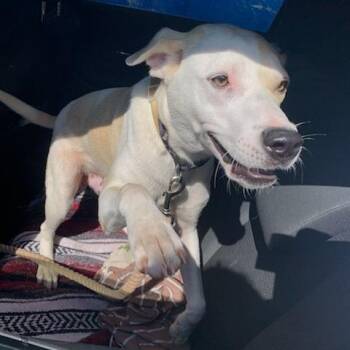 Pip -  Mixed Breed Dog for Adoption in Asheville, North Carolina - Pip | PetCurious