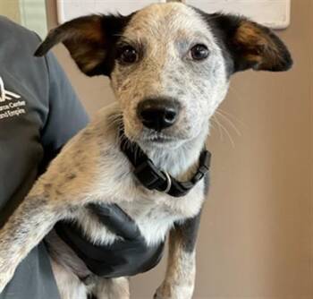 Australian Cattle Dog Blue Heeler and Mixed Breed Dogs Available for Adoption in Ontario, California - COVE | PetCurious